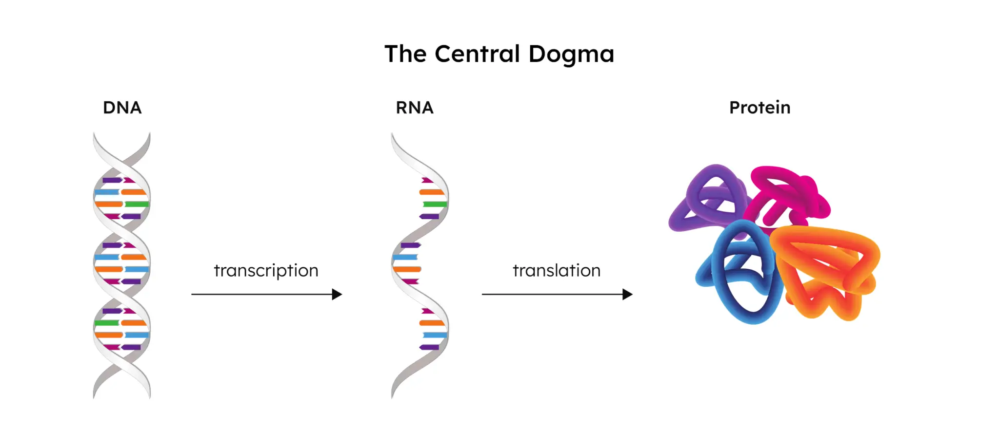 afirma the central dogma dna transcription to rna and translation to protein