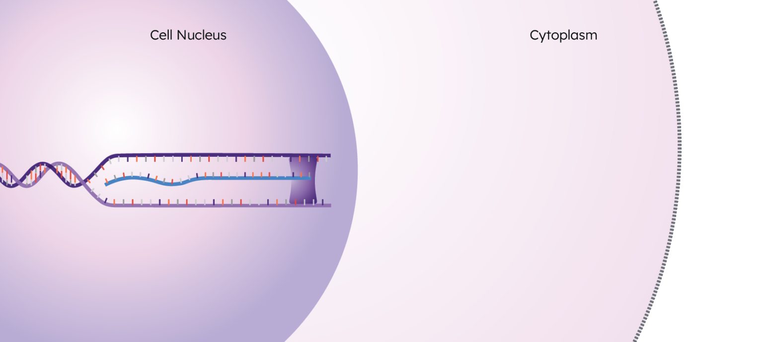 cell nucleus messenger mrna and cytoplasm step 1 infographic