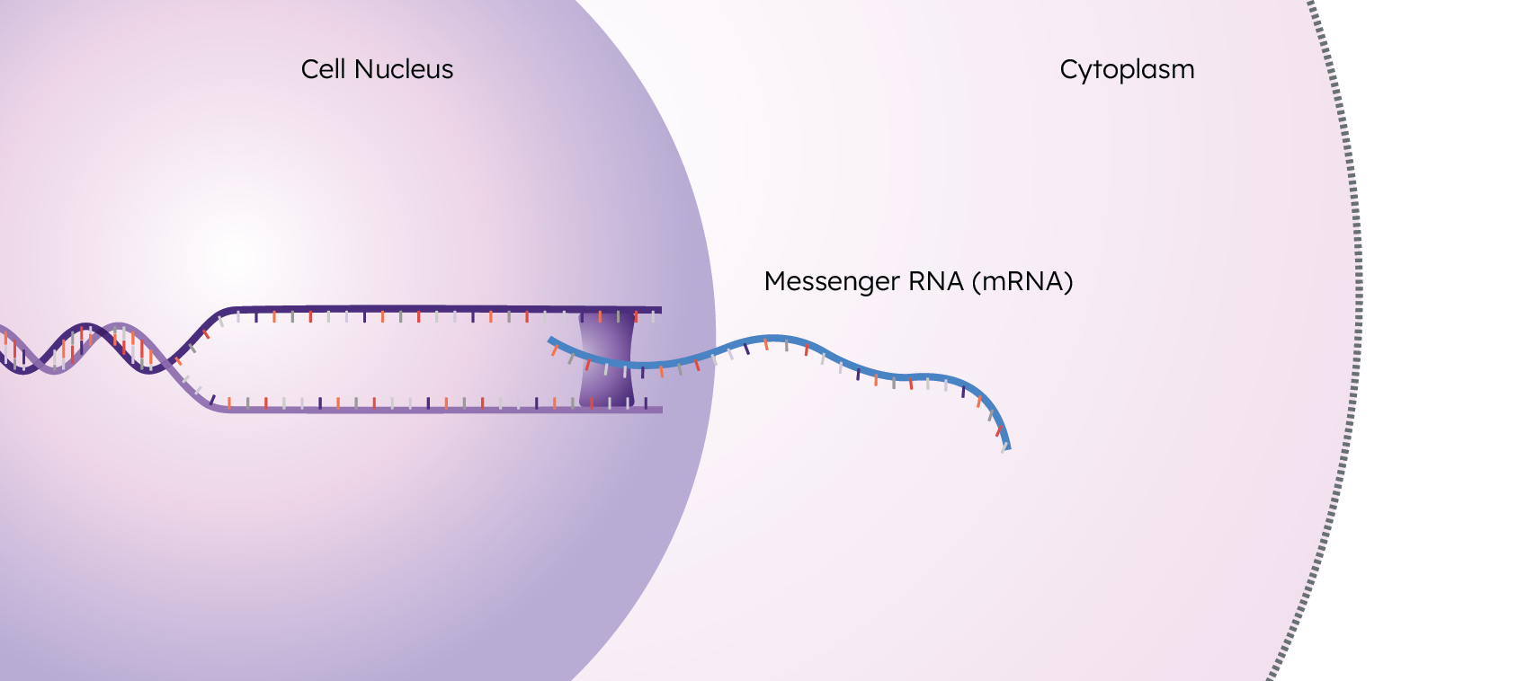 cell nucleus messenger mrna and cytoplasm step 2 infographic