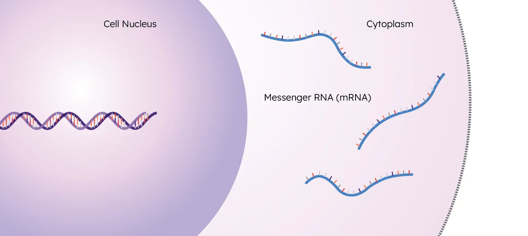 cell nucleus messenger mrna and cytoplasm step 3 infographic
