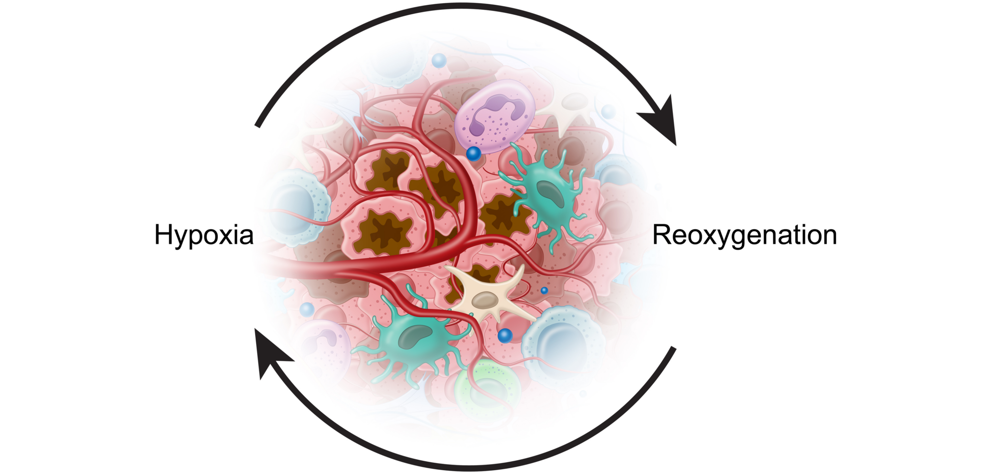 afirma graph showing hypoxia to reoxygenation