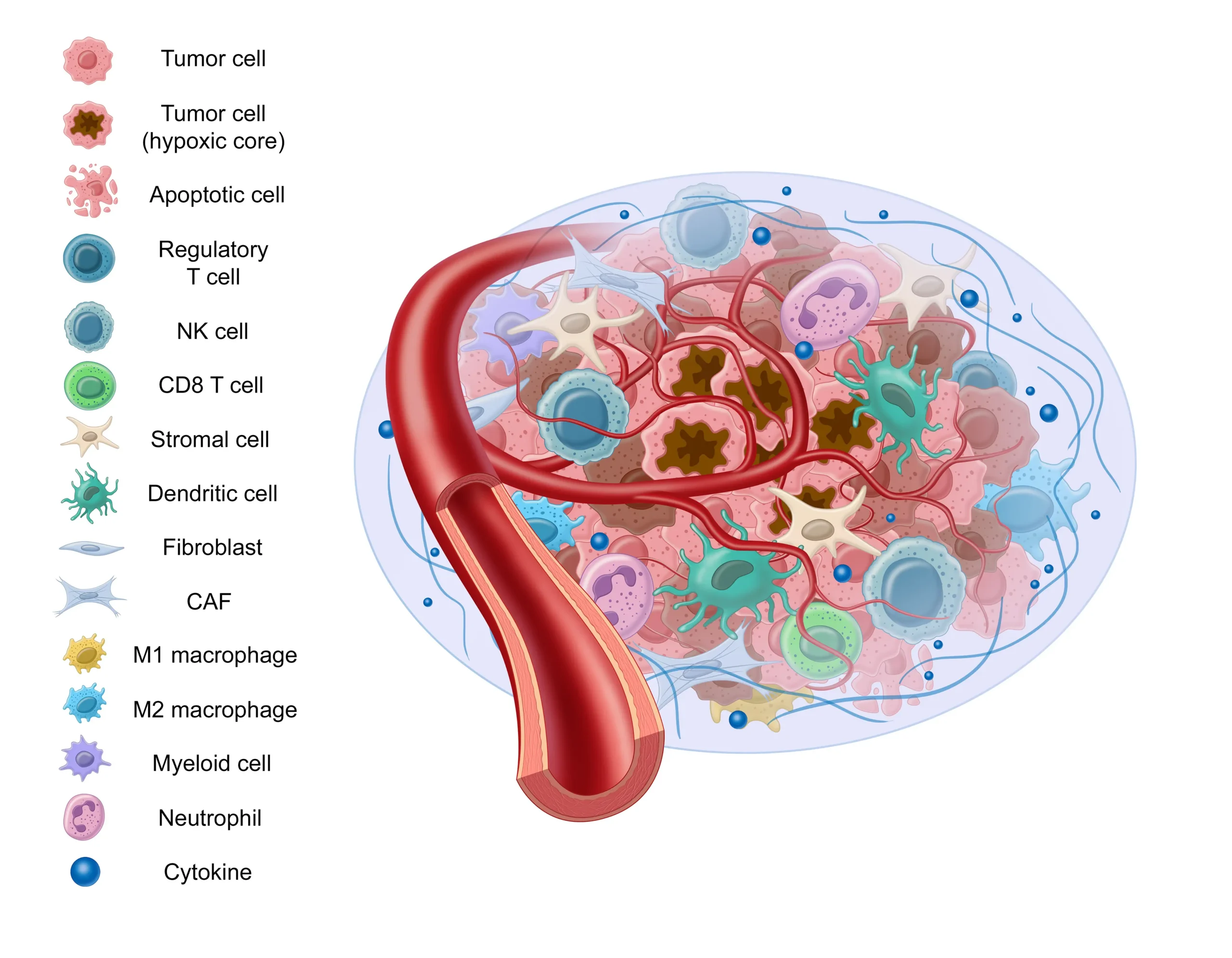 afirma tumor microenvironment infographic