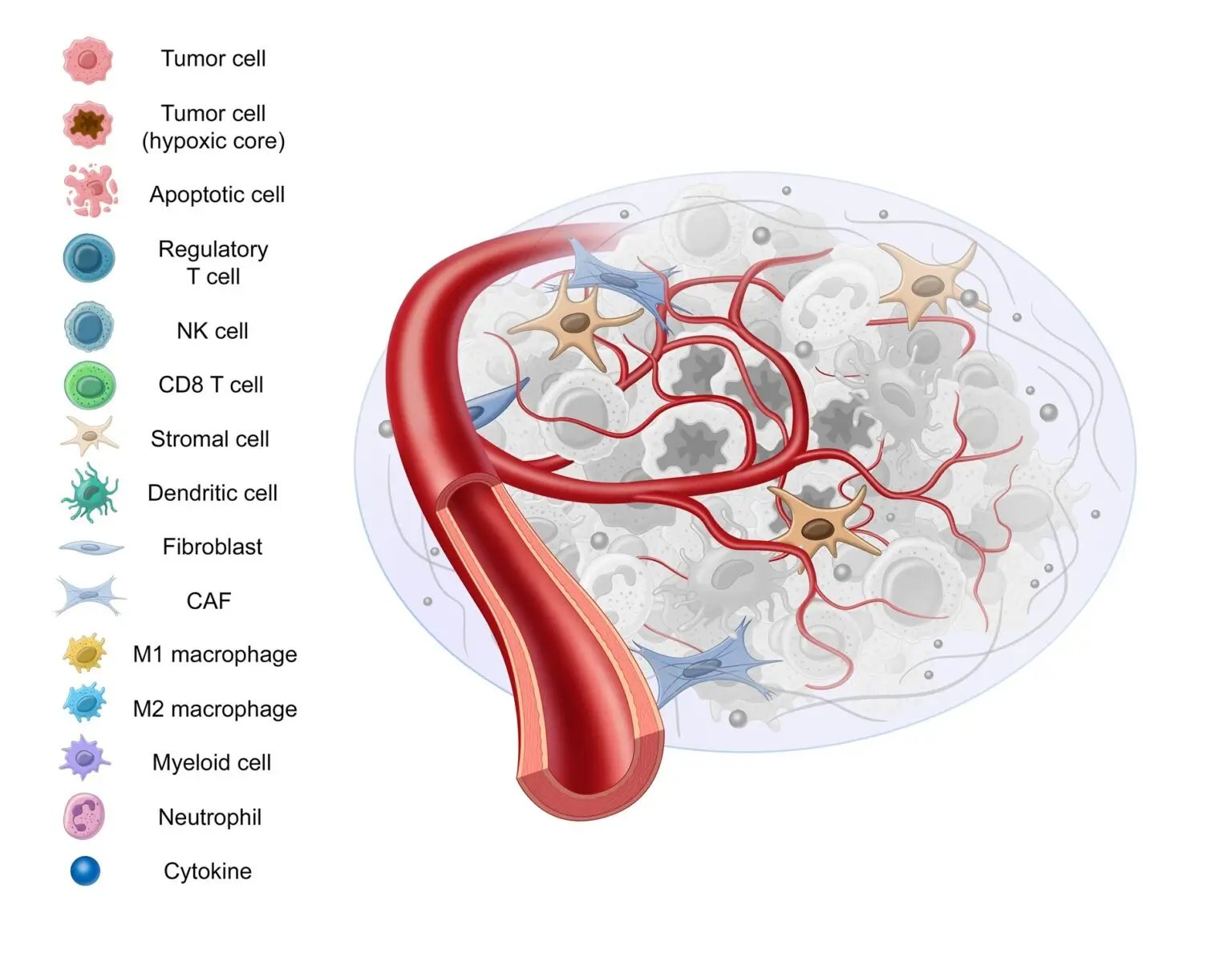afirma stromal tissue infographic