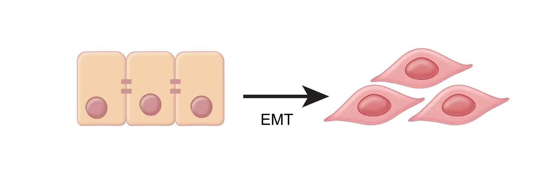 afirma graphic showing emt