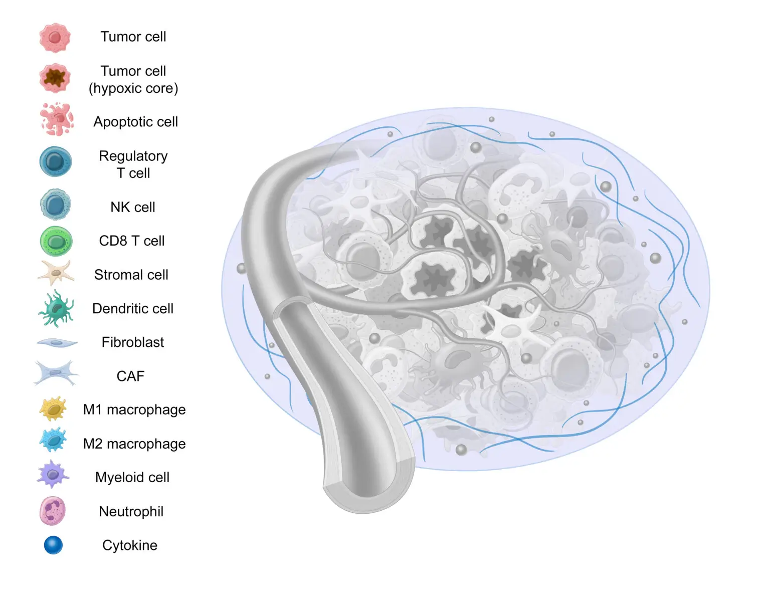 afirma graphic showing extracellular