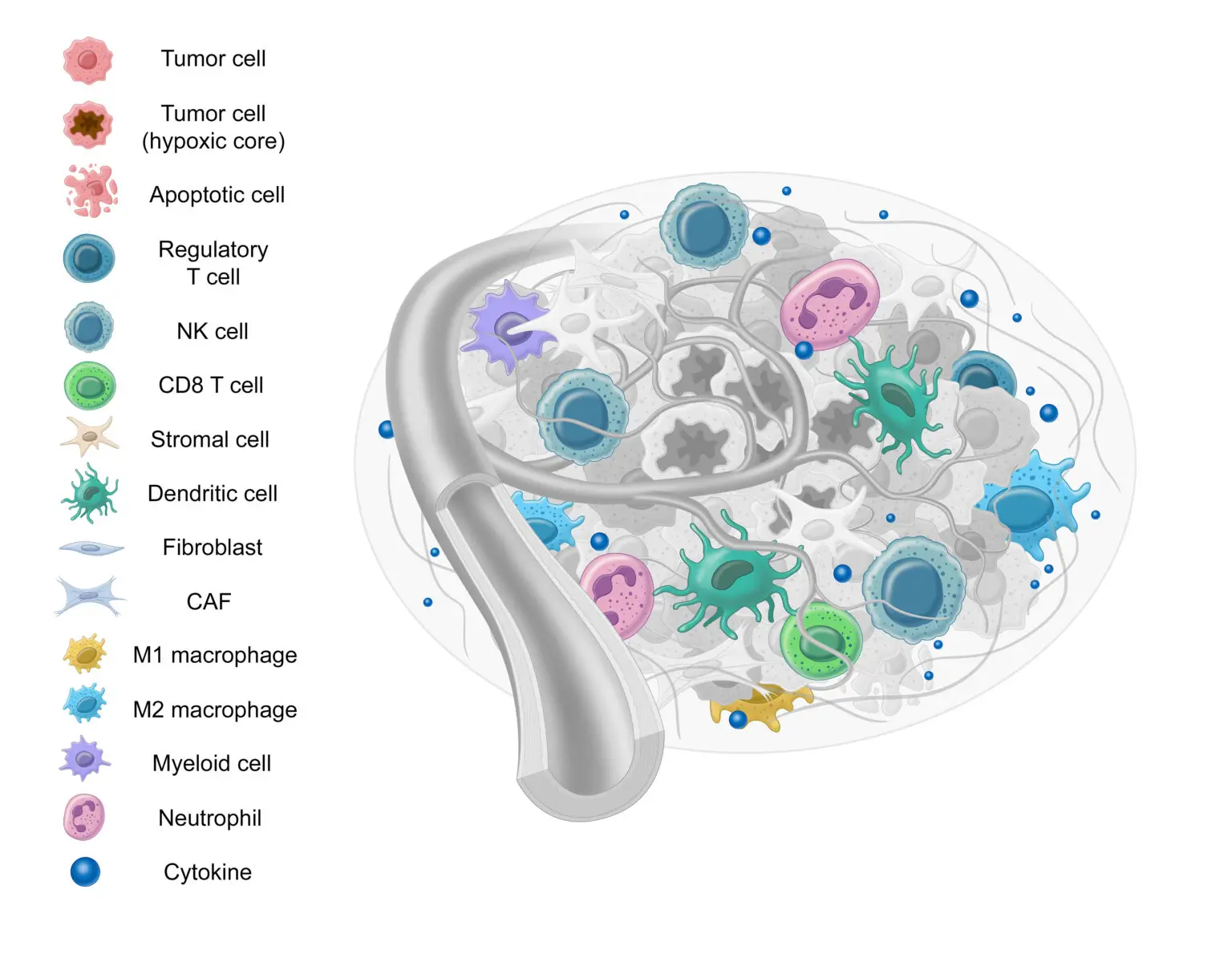 afirma graphic showing immune cells
