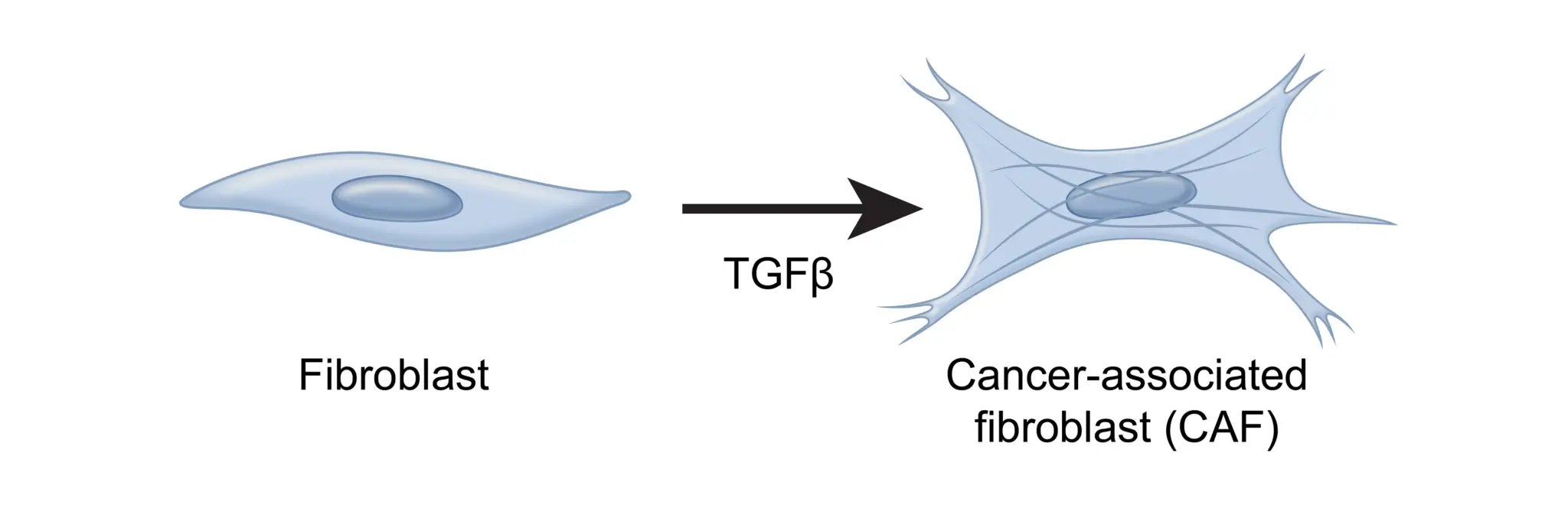 afirma graph showing fibroblast to cancer-associated fibroblast (CAF)