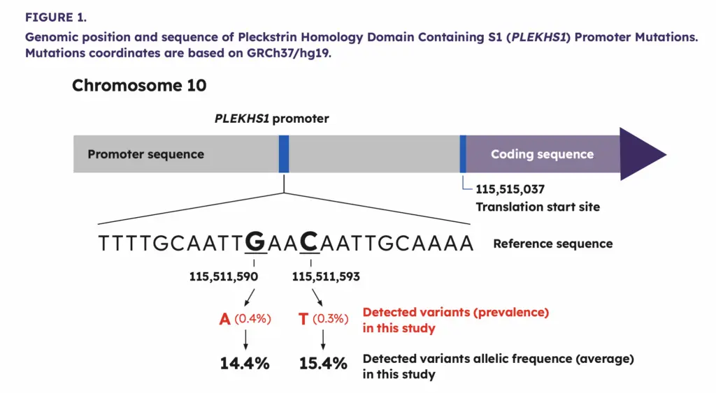 Figure 1: Genomic position and sequence of PLEKHS1 promoter mutations (GRCh37/hg19).