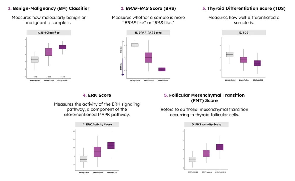 Five box plots titled "Assessment of BRAF Fusions in Thyroid Nodules" comparing molecular expression scores (BM Classifier, BRAF-RAS Score, ERK Activity, FMT Activity, and TDS) across three groups: BRAF p.K601E, BRAF fusions, and BRAF p.V600E. In each plot, BRAF fusions consistently show intermediate expression levels between the less aggressive p.K601E and more aggressive p.V600E alterations.